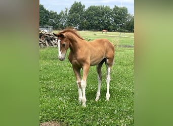 Holstein, Stallone, Puledri (04/2026), 172 cm, Sauro