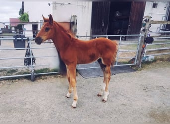 Holstein Mix, Stallone, , 176 cm, Sauro scuro