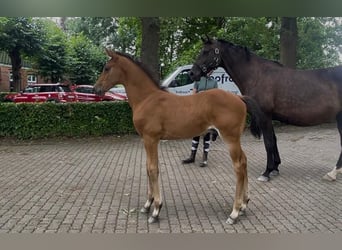 Holstein, Stallone, Puledri (06/2026), Baio