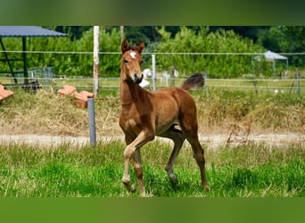 Holstein, Stallone, Puledri (05/2026), Baio