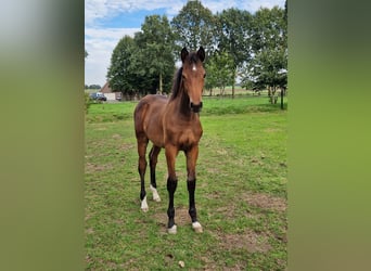 Holstein, Stallone, Puledri (05/2026), Baio