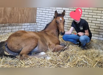 Holstein, Stallone, Puledri (05/2026), Baio