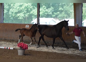 Holstein, Stallone, Puledri (06/2026), Baio