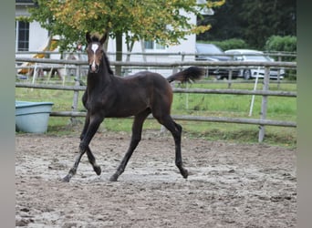 Holstein, Stallone, Puledri (06/2025), Baio nero