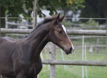 Holstein, Stallone, Puledri (06/2025), Baio nero