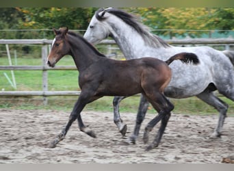 Holstein, Stallone, Puledri (06/2025), Baio nero