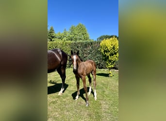 Holstein, Stallone, Puledri (04/2026), Baio scuro