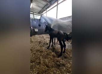 Holstein, Stallone, , Baio scuro
