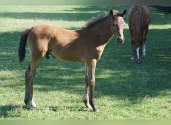 Holstein, Stallone, Puledri (04/2026)