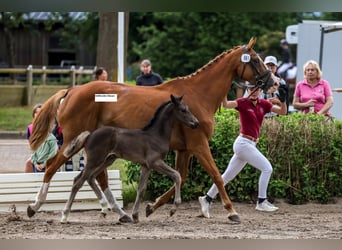 Holstein, Stallone, Puledri (04/2025)