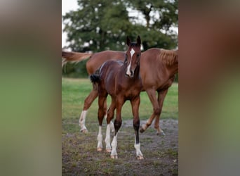 Holstein, Stallone, Puledri (04/2025)