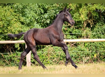 Holstein, Stallone, Puledri (05/2024), Grigio