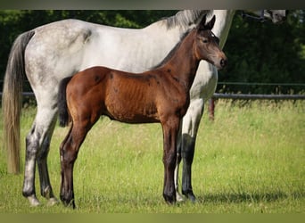 Holstein, Stallone, , Grigio