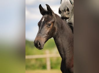 Holstein, Stallone, Puledri (05/2024), Grigio