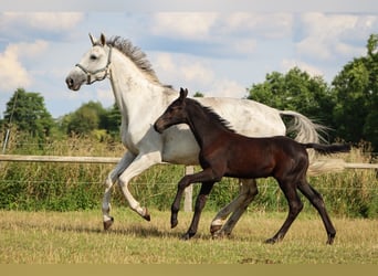 Holstein, Stallone, Puledri (05/2024), Grigio