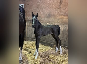 Holstein, Stallone, Puledri (06/2026), Morello