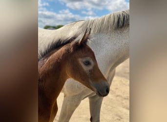 Holstein, Stallone, Puledri
 (05/2024), Può diventare grigio