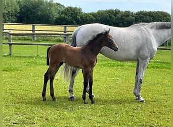 Holstein, Stallone, Puledri
 (05/2024), Può diventare grigio