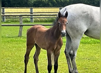 Holstein, Stallone, Puledri
 (05/2024), Può diventare grigio