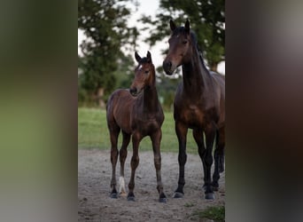 Holstein, Stallone, Puledri (05/2025), Può diventare grigio