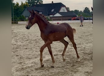 Holstein, Stallone, Puledri (03/2026), Sauro