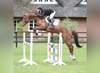 Holstein, Stallone, 14 Anni, 170 cm, Sauro