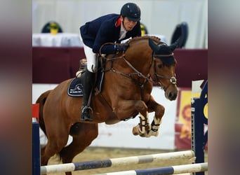 Holstein, Stallone, 14 Anni, 170 cm, Sauro