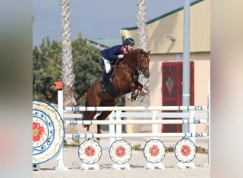 Holstein, Stallone, 14 Anni, 170 cm, Sauro
