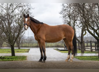 Holsteiner, Onbekend, Embryo