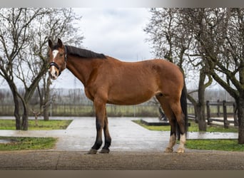 Holsteiner, Onbekend, Embryo