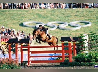 Holsteiner, Unbekannt, Embryo