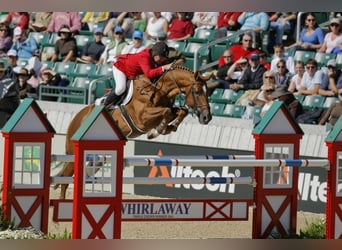 Holsteiner, Inconnu, Embryon