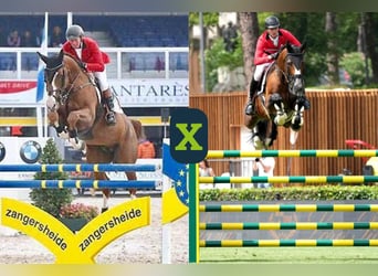 Holsteiner, Inconnu, Embryon