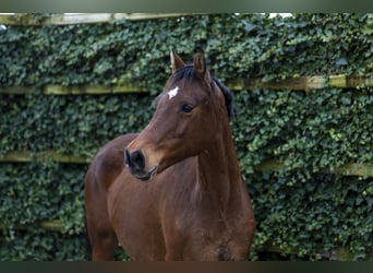 Holsteiner, Étalon, 12 Ans, 162 cm, Bai