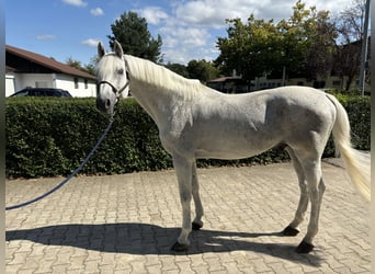 Holsteiner, Étalon, 14 Ans, 170 cm, Gris