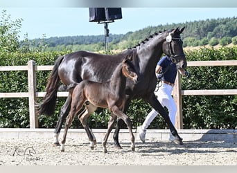 Holsteiner, Étalon, 1 Année, 100 cm, Bai