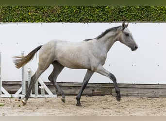 Holsteiner, Étalon, 1 Année, 158 cm, Gris