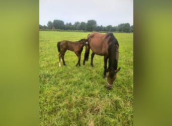 Holsteiner, Étalon, 1 Année, Bai brun foncé