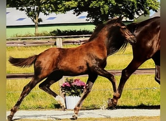 Holsteiner, Étalon, 1 Année, Bai brun foncé