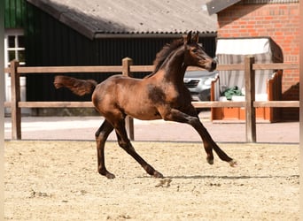 Holsteiner, Étalon, 1 Année, Bai brun foncé