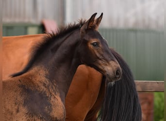 Holsteiner, Étalon, 1 Année, Bai brun foncé