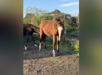 Holsteiner, Étalon, 1 Année, Bai