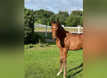 Holsteiner, Étalon, 1 Année, Bai