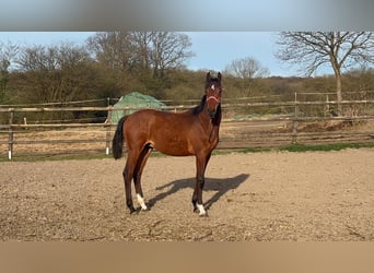 Holsteiner, Étalon, 1 Année, Bai