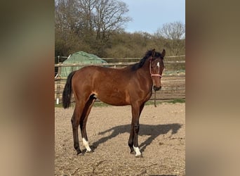 Holsteiner, Étalon, 1 Année, Bai