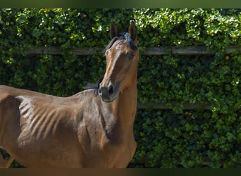 Holsteiner, Étalon, 2 Ans, 156 cm