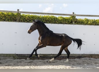 Holsteiner, Étalon, 2 Ans, 157 cm, Bai brun
