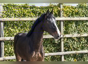 Holsteiner, Étalon, 2 Ans, 157 cm, Bai brun
