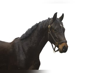 Holsteiner, Étalon, 2 Ans, 161 cm, Bai brun