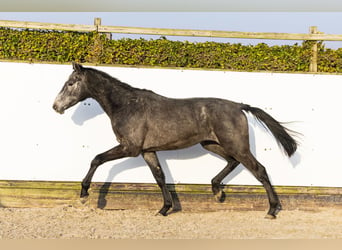 Holsteiner, Étalon, 2 Ans, 169 cm, Gris pommelé